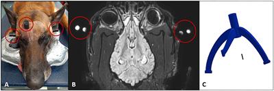 Case Report: Clinical Use of a Patient-Individual Magnetic Resonance Imaging-Based Stereotactic Navigation Device for Brain Biopsies in Three Dogs